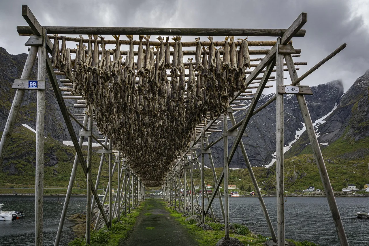 norway, cod, fishes, drying, norwegian, lofoten, fish, drying rack, scandinavia, mountains, nature, snow, fjord, water, rock. Where to stay when your ferry trip depends on gear: a practical read