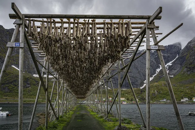 norway, cod, fishes, drying, norwegian, lofoten, fish, drying rack, scandinavia, mountains, nature, snow, fjord, water, rock. Where to stay when your ferry trip depends on gear: a practical read